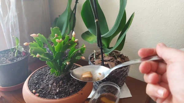 Los increíbles beneficios de los plátanos para la atención de la planta y la salud