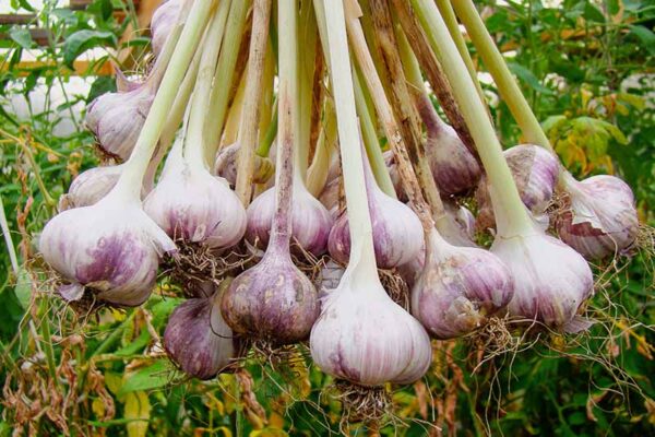 15 hortalizas para cultivar en octubre