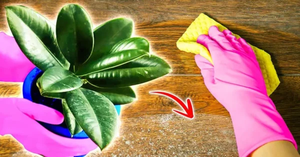 3 plantas de interior que eliminan el polvo y ayudan a mantener tu hogar limpio