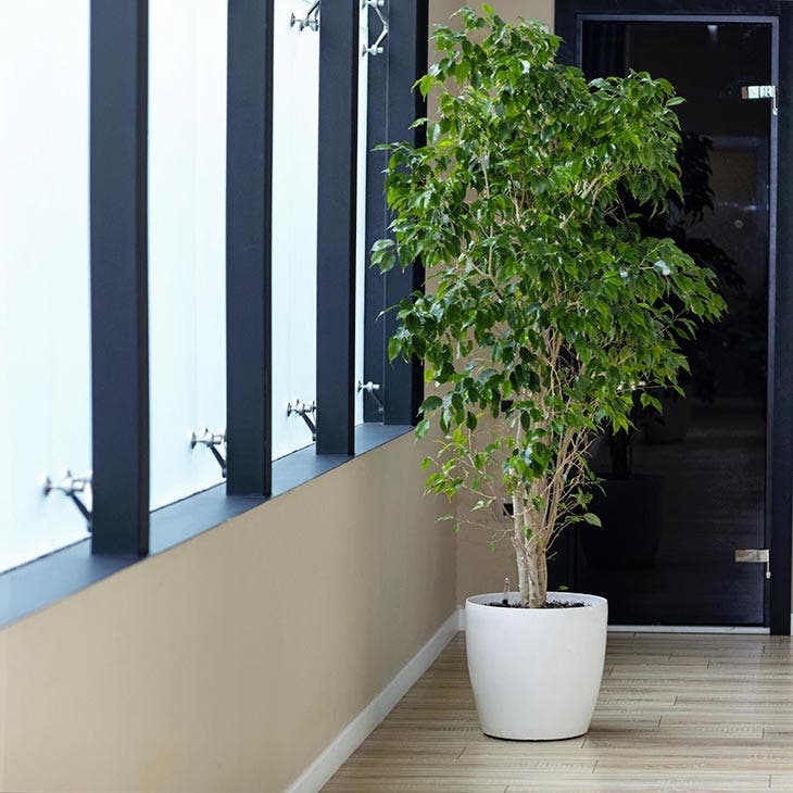 ficus benjamina