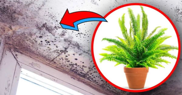 4 plantas de interior que eliminan la humedad y evitan el riesgo de moho en la casa