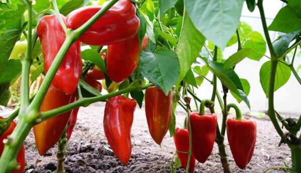 5 secretos para cultivar chiles a partir de semillas