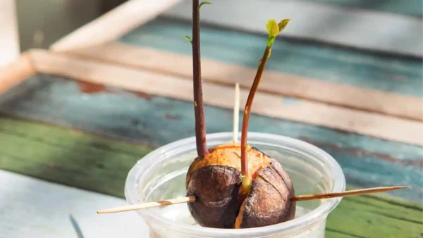 5 sencillos pasos para cultivar un aguacate