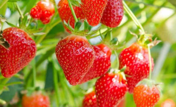 8 bayas fáciles de cultivar en macetas