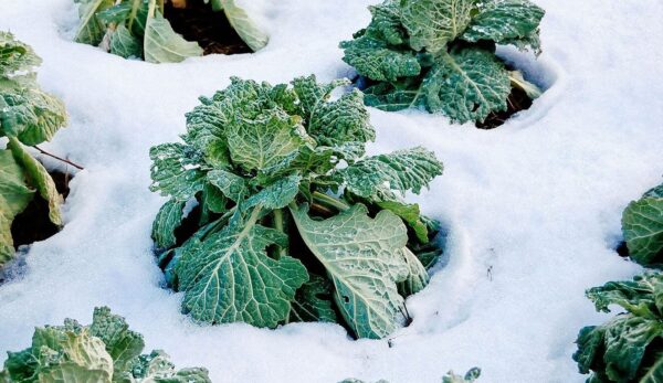 8 verduras para cultivar para un jardín de invierno productivo