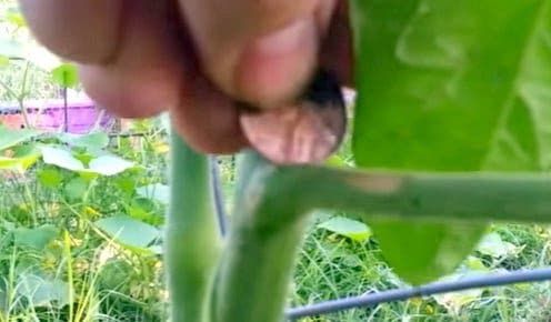 9 consejos para mantener alejados a los insectos de tus plantas y mejorar su crecimiento 9 pieza de cobre