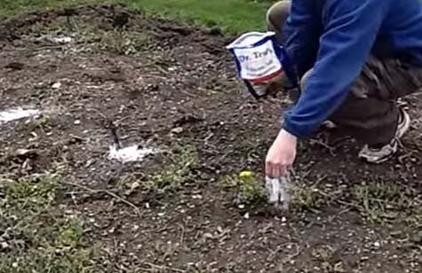 9 consejos para mantener alejados a los insectos de tus plantas y mejorar su crecimiento 7 sal de Epsom