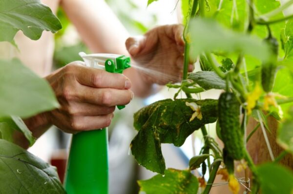 9 errores que hay que evitar al plantar pepinos