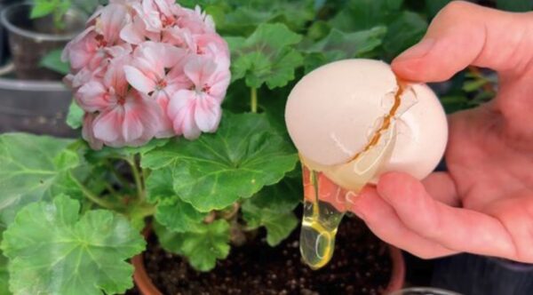 Abono orgánico DIY: el remedio óptimo para todo tipo de plantas
