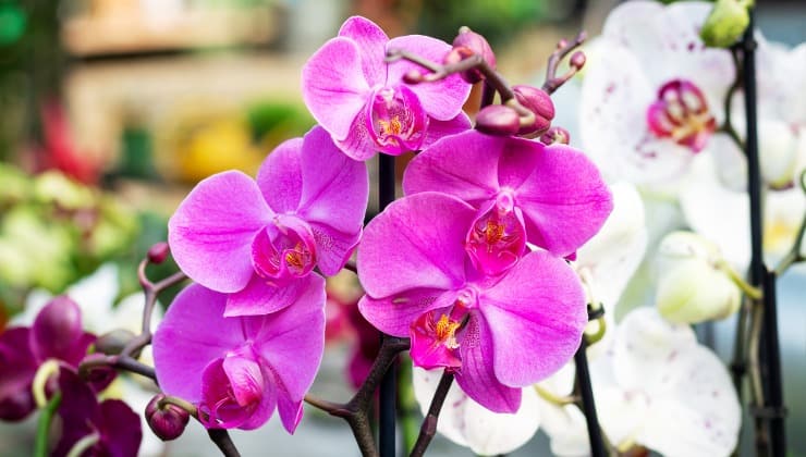 Orquídea morada