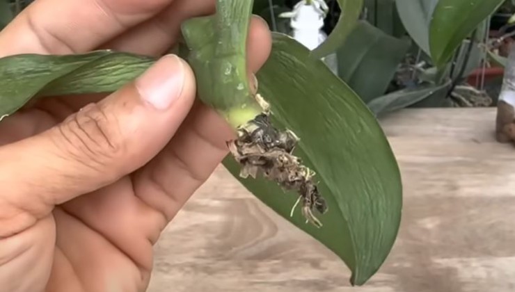 orquídea sin raíces