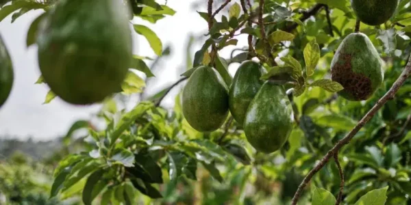 Ahorra en fertilizante para tu aguacate, ¡con un ingenioso truco puedes hacerlo en casa!
