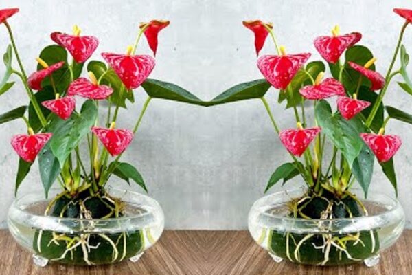 Anthurium Rojo: ¡cultivalo así para tenerlo siempre en flor y con hojas brillantes!