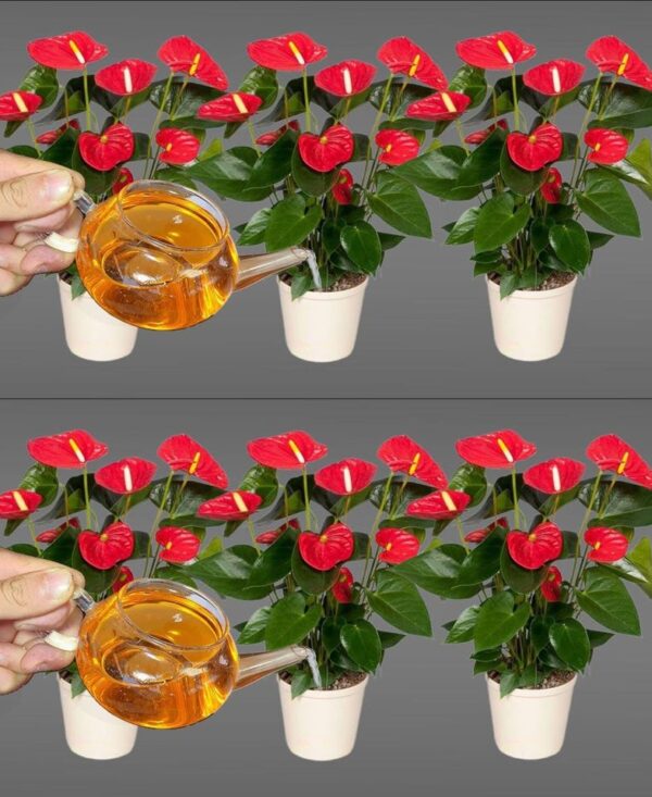 Anthurium, un solo sobre cada mes será suficiente para explotar muchas flores