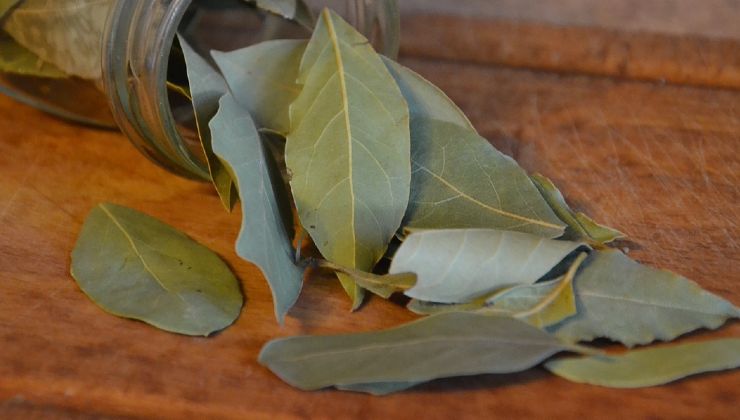 hojas de laurel para limón