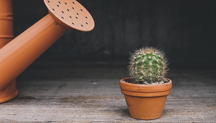 Regadera y planta de cactus.