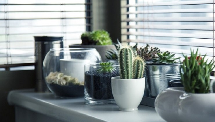 Plantas suculentas en el alféizar de la ventana.