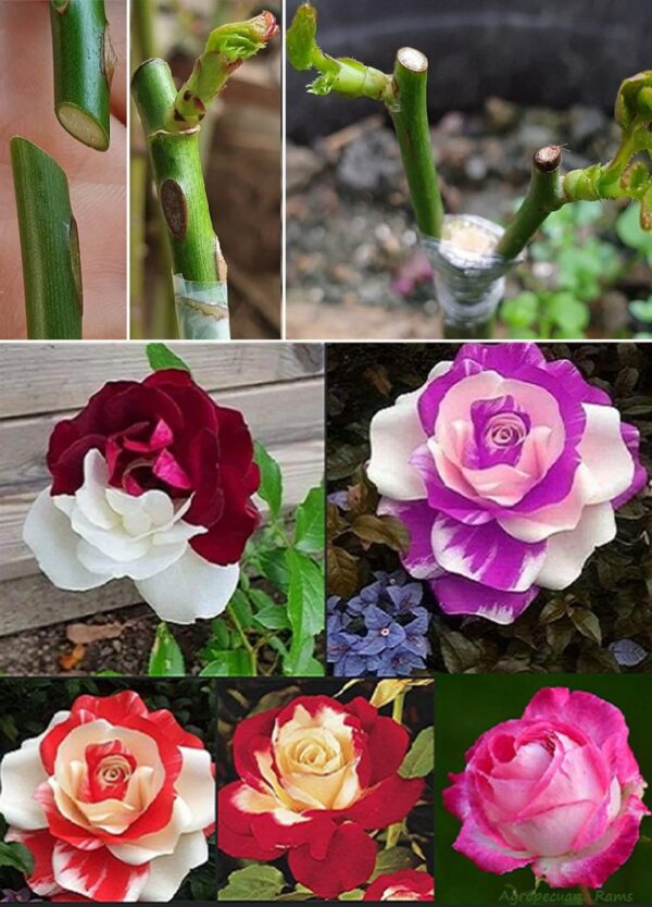 Cómo Injertar un Arbusto de Rosas de Colores Diferentes Paso a Paso