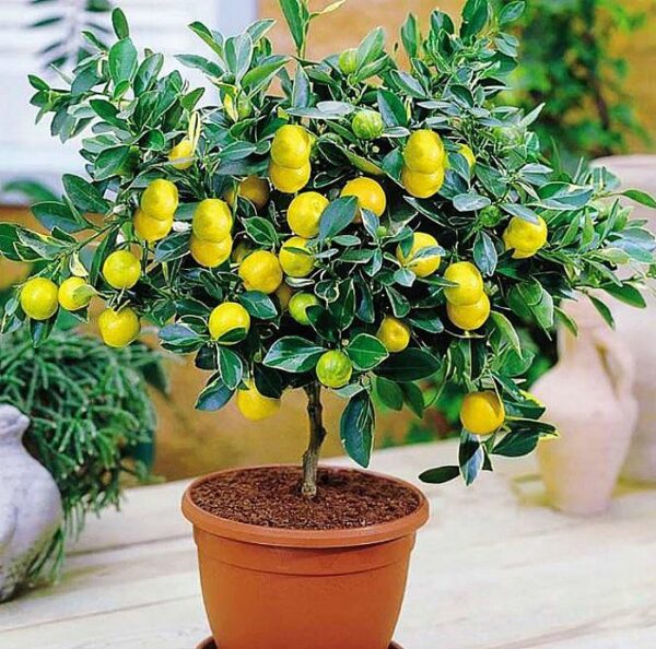 ¿Cómo PLANTAR un LIMONERO en casa? La guía básica para TENER LIMONES