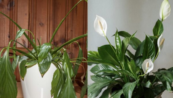 Cómo aumentar la floración de Spathiphyllum