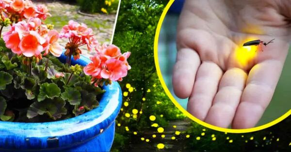 ¿Cómo conseguir luciérnagas en el jardín? El truco de los centros de jardinería para atraerlas en 2 minutos