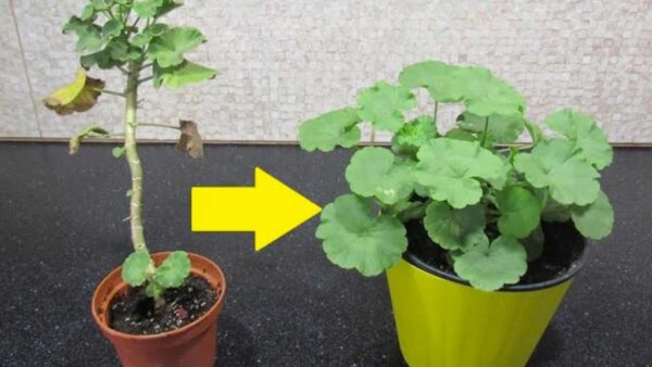 Cómo convertir cualquier pelargonium en un arbusto: se tarda 5 minutos en hacerlo