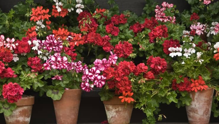 Cuidados específicos para un pelargonio