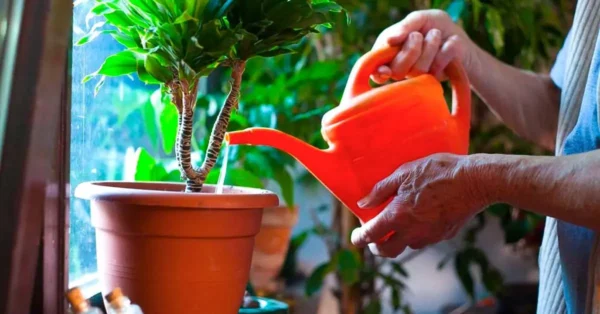 ¿Cómo cuidar bien tus plantas?