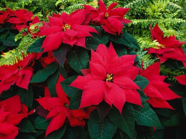 Cómo cuidar la flor de pascua: 5 cosas que debes saber