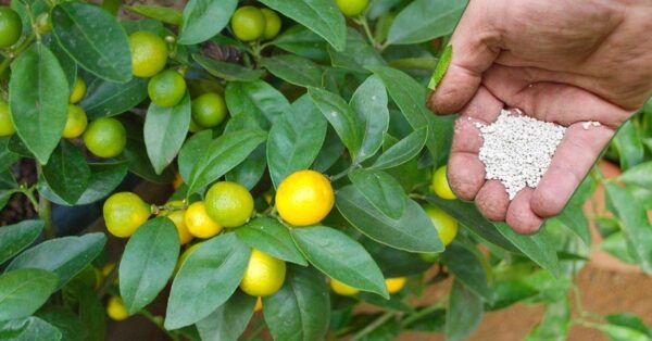 Cómo cuidar la planta de limón: 10 consejos para hacerlo mejor