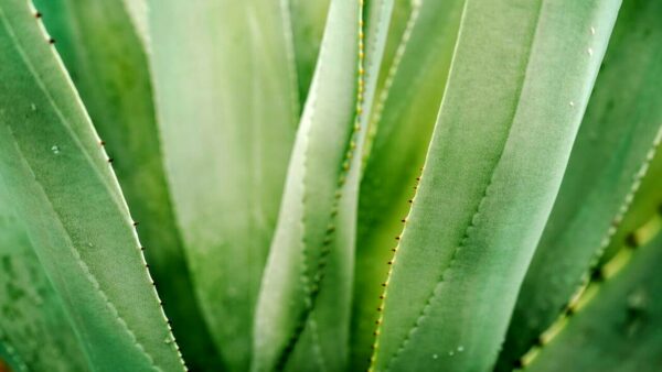 Cómo cultivar aloe vera y tener una planta portentosa a mano