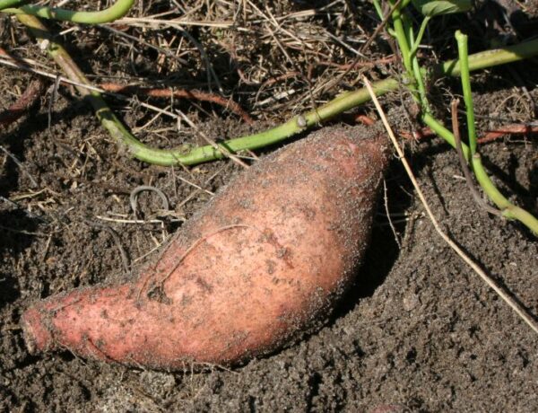 ¿Cómo cultivar batata en tu jardín?