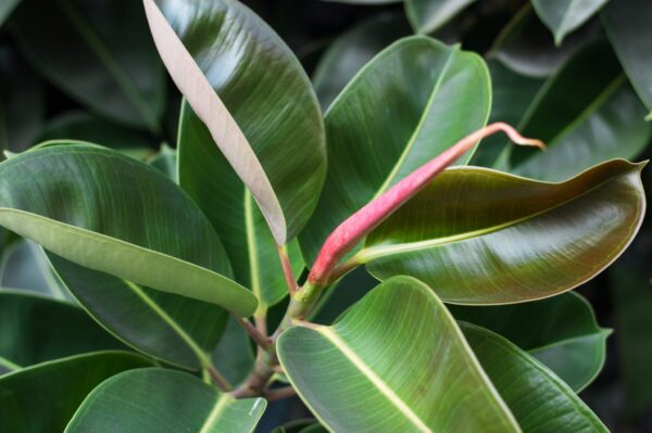 Cómo cultivar ficus robusta en casa y contrarrestar los contaminantes