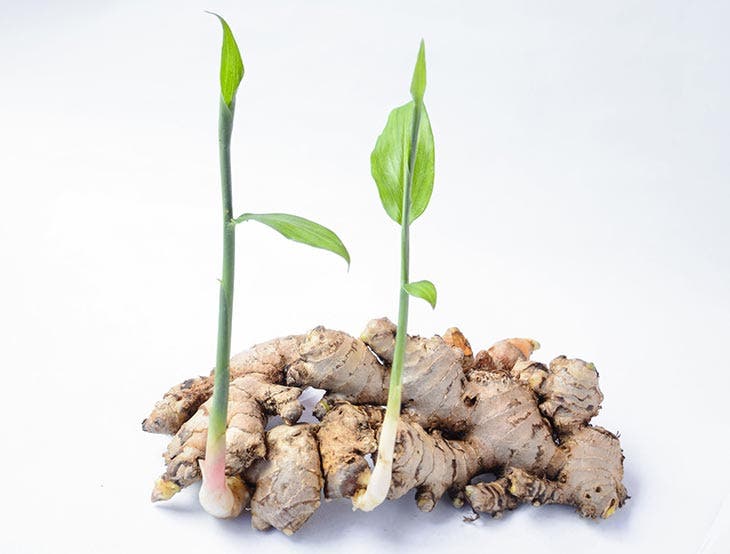 ¿Cómo cultivar jengibre en maceta para tenerlo disponible gratis todo el año? 3 Jengibre