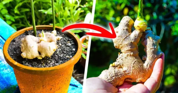 ¿Cómo cultivar jengibre en maceta para tenerlo disponible gratis todo el año?