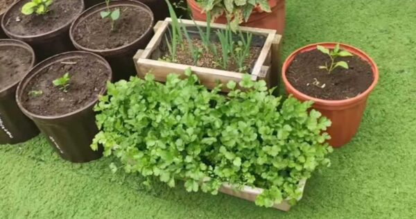 Cómo cultivar perejil en casa durante todo el año: solo así tendrás una rica cosecha