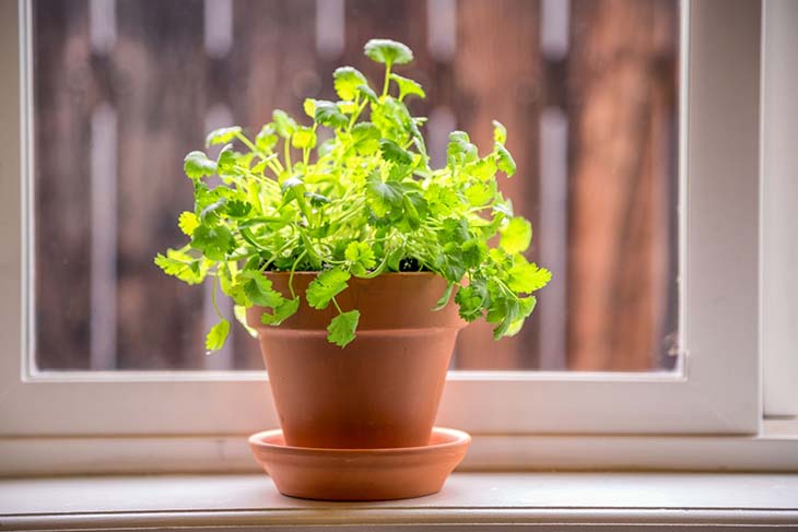 ¿Cómo cultivar perejil en casa? 2 perejil en maceta