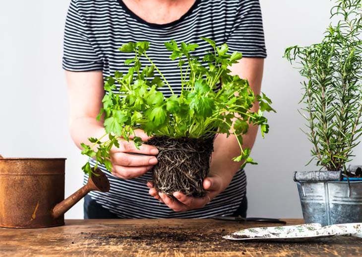 ¿Cómo cultivar perejil en casa? 4 cuida el perejil