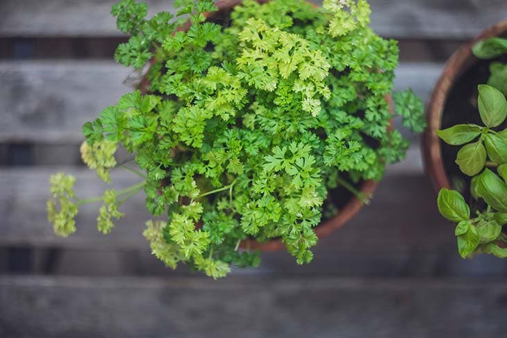 ¿Cómo cultivar perejil en casa? 3 perejil