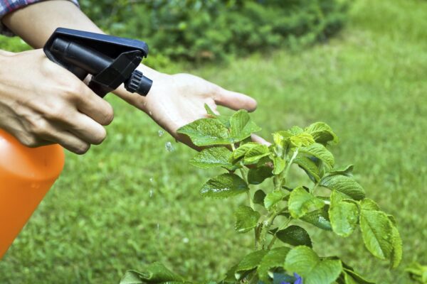Cómo deshacerse de las plagas de las plantas de manera fácil y efectiva