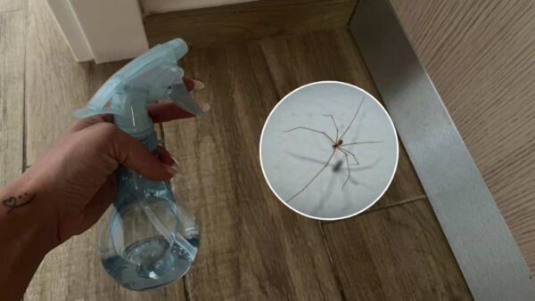 Cómo deshacerte de todas las arañas de tu casa con 1 euro: no verás más por ahí