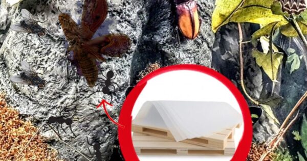 Cómo eliminar polillas, insectos y hormigas: ¡el truco sencillo y ecológico!