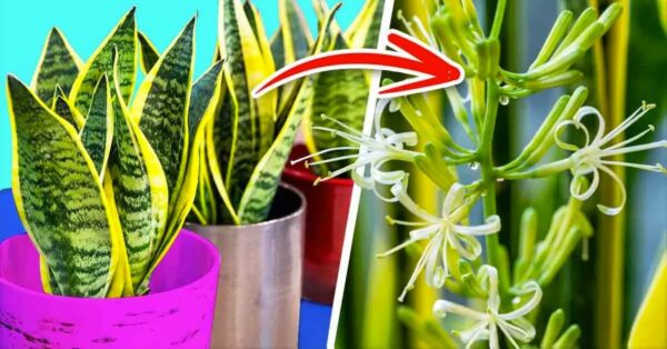 ¿Cómo hacer florecer la sansevieria para que perfume toda la casa?
