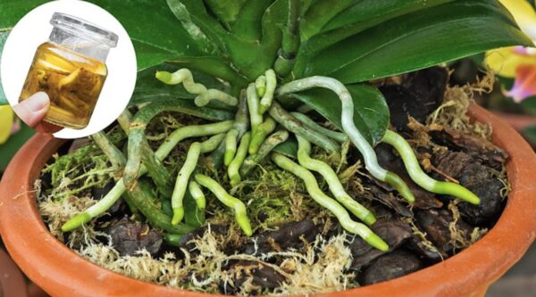 Cómo hacer un fertilizante líquido a partir de cenizas.