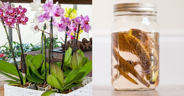 Cómo hacer un fertilizante natural: el método con cáscara de plátano.