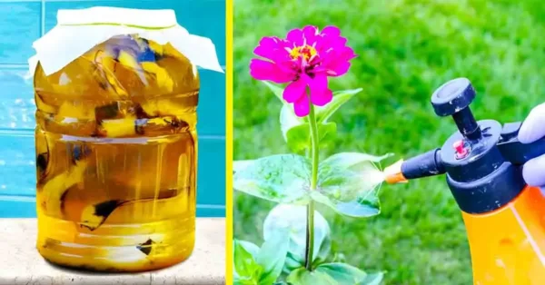 ¿Cómo preparar agua de plátano para fertilizar tus plantas?