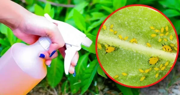 Cómo preparar el insecticida natural más potente para eliminar pulgones de las plantas