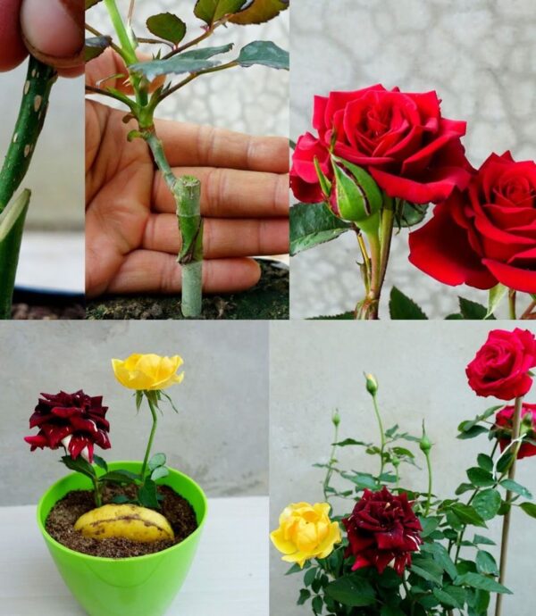 Cómo propagar rosas mediante esquejes en tan solo 5 días
