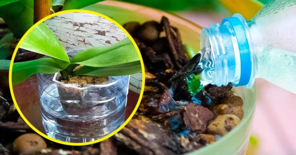 ¿Cómo reproducir una orquídea sin cesar y tener flores bonitas en casa? Todo lo que necesitas es una botella de plástico