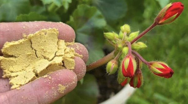 Cómo reutilizar levaduras caducadas: los beneficios para tu jardín